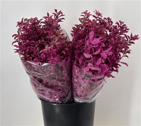 <h4>Col Pittosporum Lilla</h4>