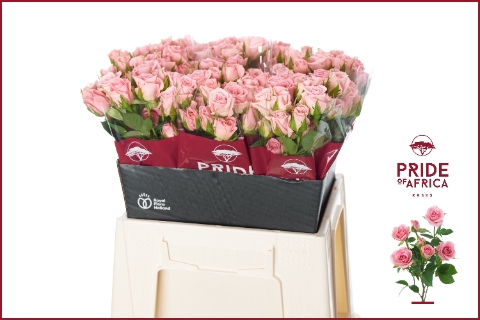 <h4>Rosa spray odilia</h4>