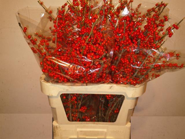 <h4>ILEX VE RODE BES</h4>