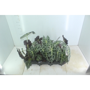 ALOCASIA POLLY P12