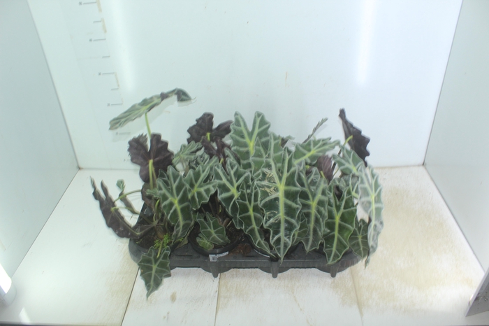 <h4>ALOCASIA POLLY P12</h4>