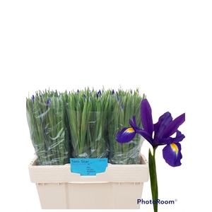 IRIS  'BLUE MAGIC'