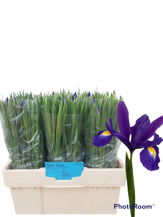 <h4>IRIS  'BLUE MAGIC'</h4>