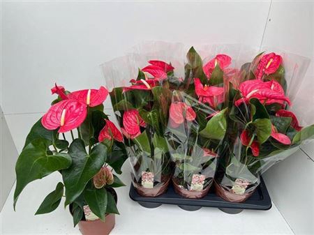 <h4>Anthu An California 6+ 17cm Pot</h4>