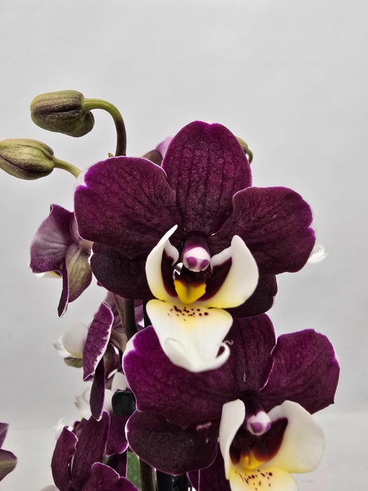 <h4>Limited 03 week 17</h4>