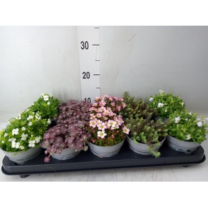 Rotsplanten   ...mix   [Rock plant]