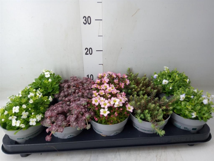 <h4>Rotsplanten   ...mix   [Rock plant]</h4>