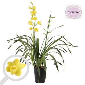 Cymbidium geel 2 tak