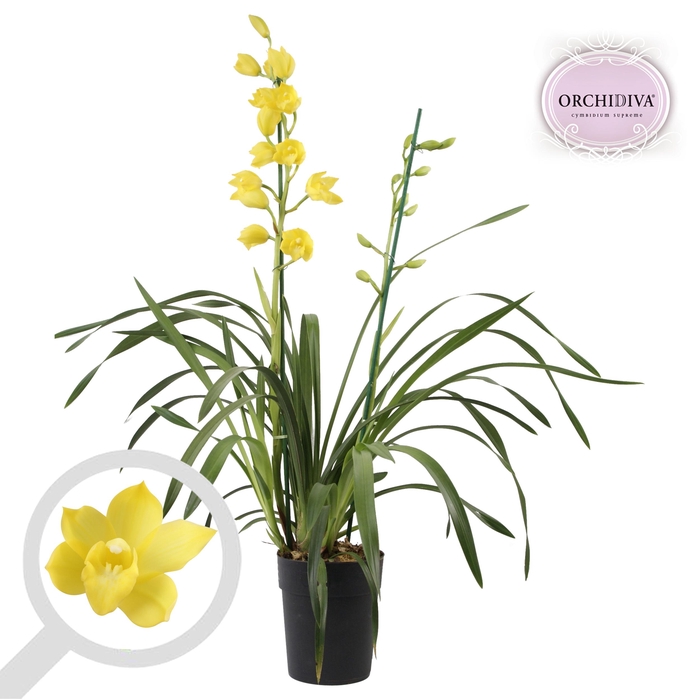 <h4>Cymbidium geel 2 tak</h4>