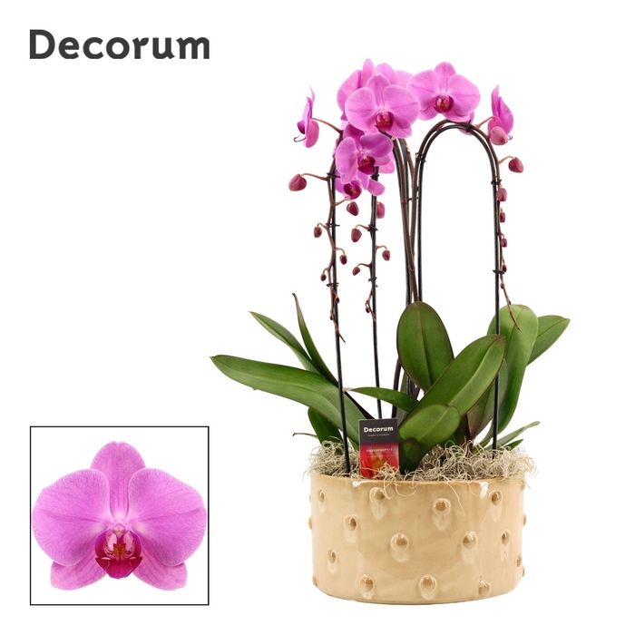 <h4>Belle cascade 3 tak symphony pink (Deco-collection)</h4>