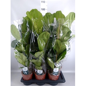 Ficus lyrata