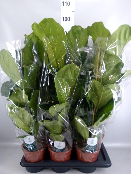 <h4>Ficus lyrata</h4>