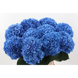 Hydr M Ch Pimpernel 100cm