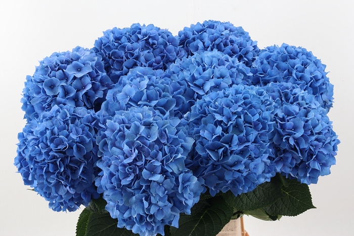 <h4>Hydr M Ch Pimpernel 100cm</h4>