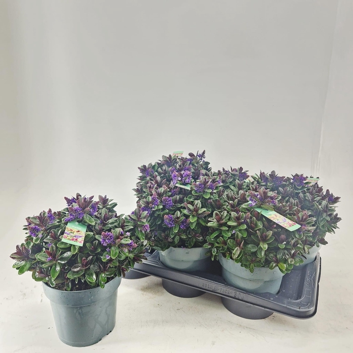 <h4>HEBE VINOA PURPLE</h4>