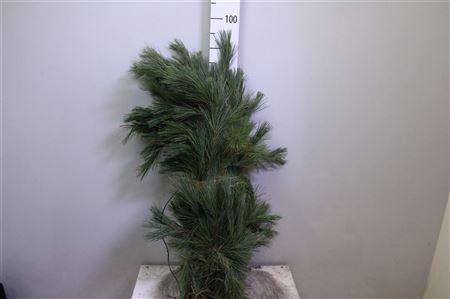 <h4>Pinus Strobus Per Bos</h4>