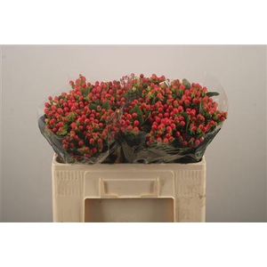 Hyp Tomato Flair Red