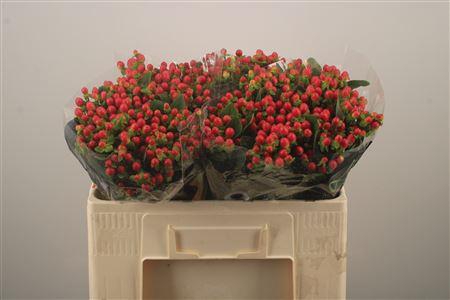 <h4>Hyp Tomato Flair Red</h4>