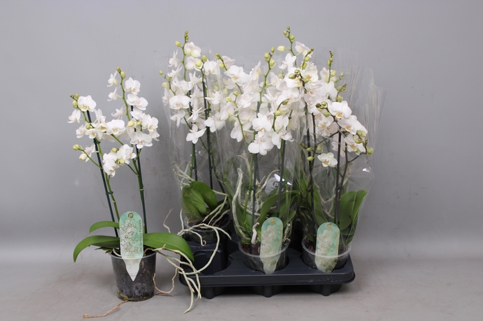 <h4>PHAL MF OV WIT</h4>