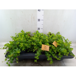 Peperomia rotundifolia