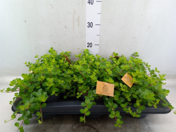 <h4>Peperomia rotundifolia</h4>