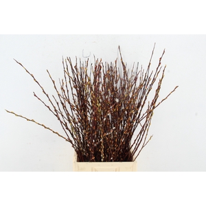 SALIX SPRAY PER BUNCH