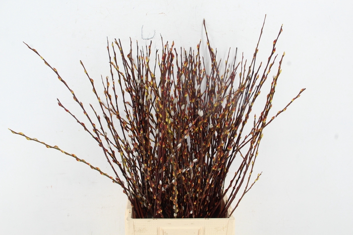 <h4>SALIX SPRAY PER BUNCH</h4>