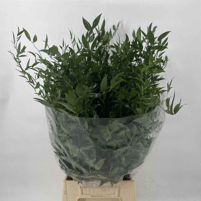 <h4>Ruscus Middel</h4>