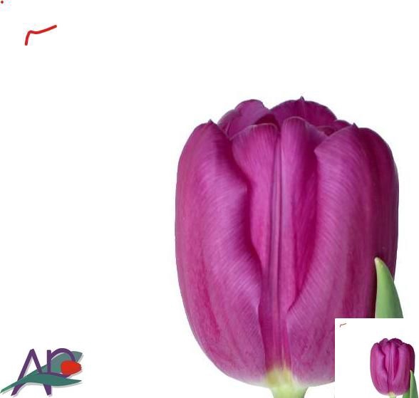 <h4>PAEO L FLAME</h4>