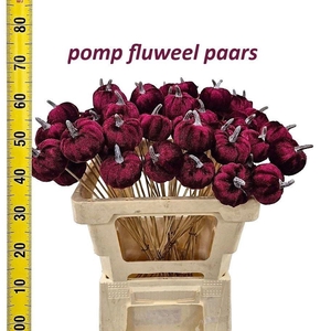 Arr9 Deco Gb Pumpkin Paars Fluweel Op 50cm Stok