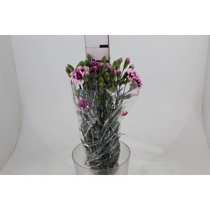 CRAVO SPRAY TRENDY TESSINO 060 CM BICOLOR