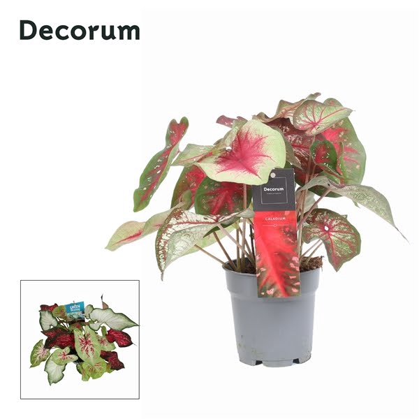 Caladium Confetti (Decorum)