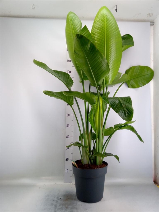 <h4>Strelitzia nicolai</h4>