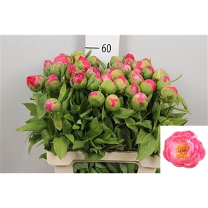 Paeo Cytherea