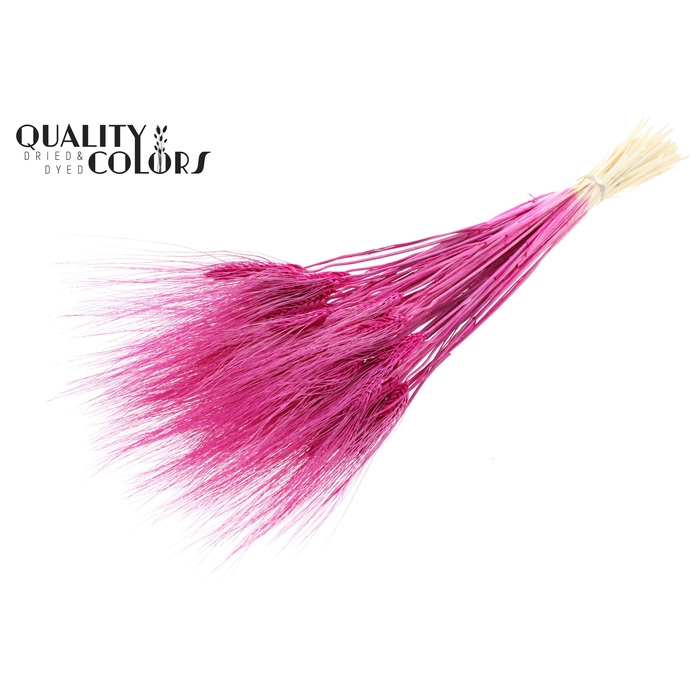 <h4>Triticum Beard per bunch Bleached Lilac</h4>