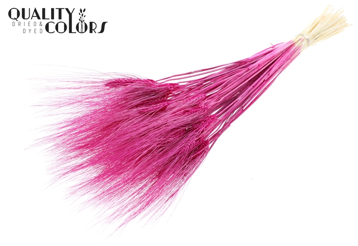 <h4>Triticum Beard per bunch Intense Lilac</h4>