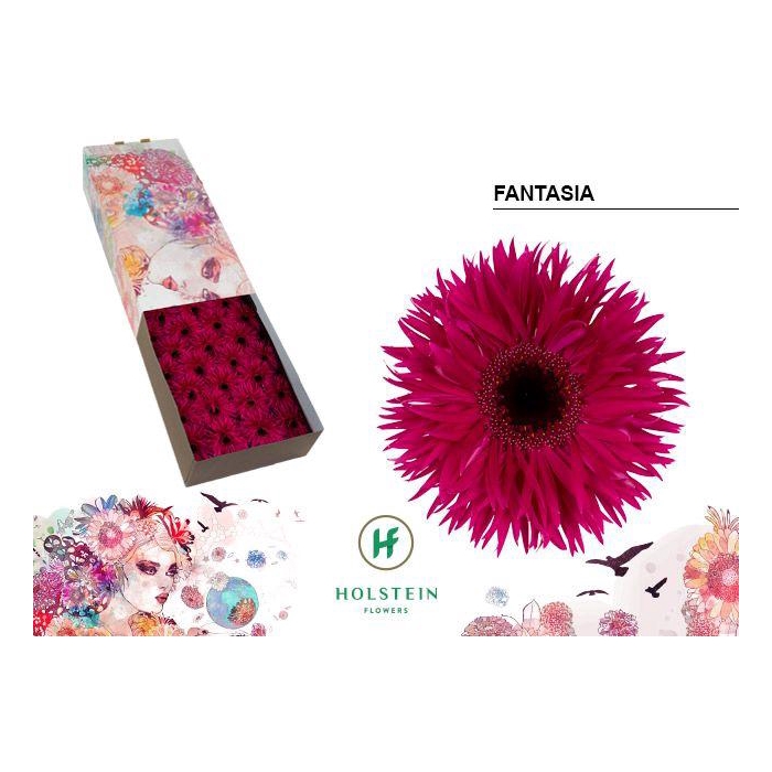 <h4>Ge Gs Gersp Fantasia</h4>