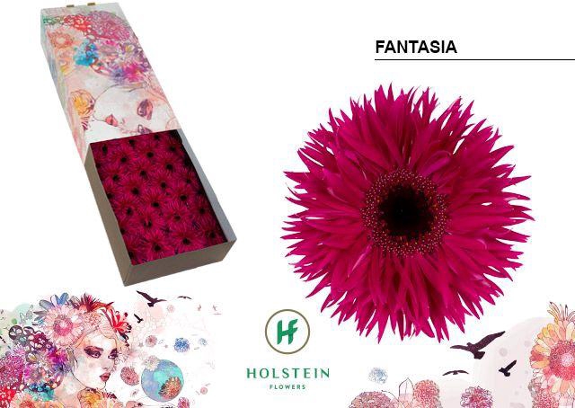 <h4>Gerbera Spider Fantasia Doos</h4>