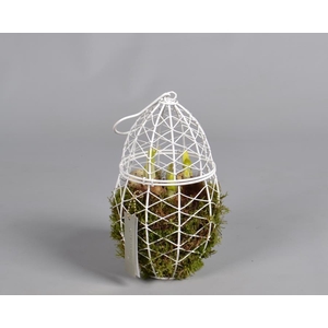 Metaal rek met Narcis Tat