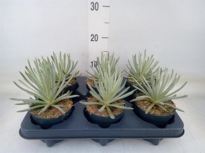 <h4>Senecio   ...</h4>