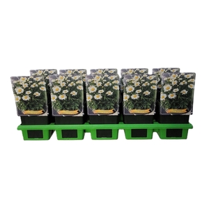 Leucanthemum maximum Lacrosse Wit