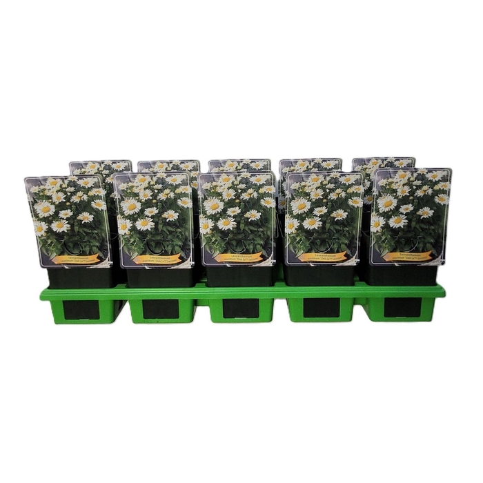 <h4>Leucanthemum maximum Lacrosse Wit</h4>