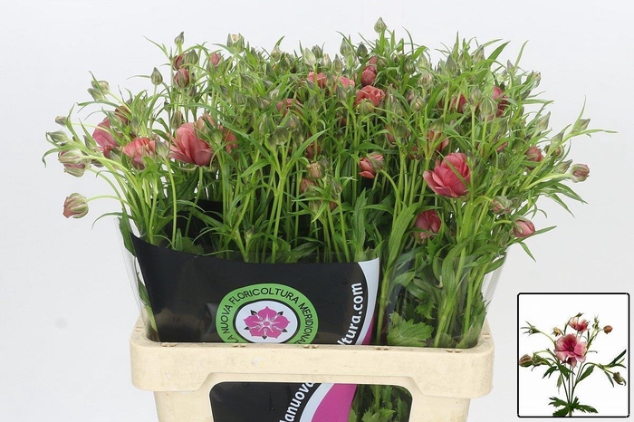 <h4>RAN N MODERN ENERGIA</h4>