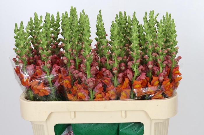 <h4>Antirrhinum Potomac Dark Orange</h4>
