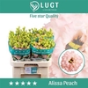 Eus G Alissa Peach