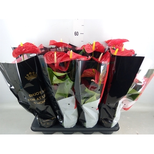 Anthurium andr. 'Michigan'