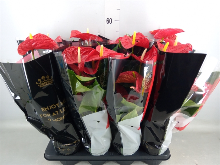 <h4>Anthurium andr. 'Michigan'</h4>