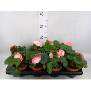 Begonia tuber. 'Tenella F1 Pink'
