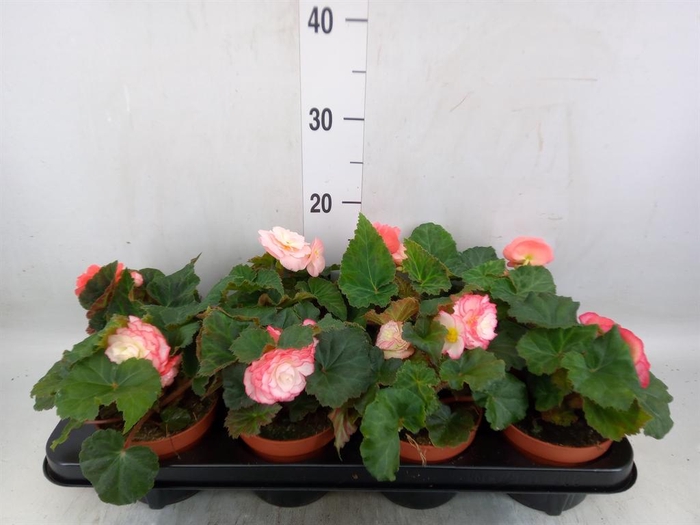 <h4>Begonia tuber. 'Tenella F1 Pink'</h4>