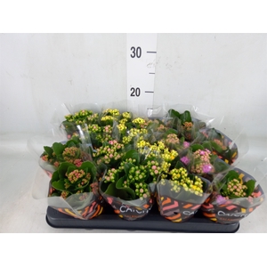 Kalanchoe blos.   ..rosebud mix  5